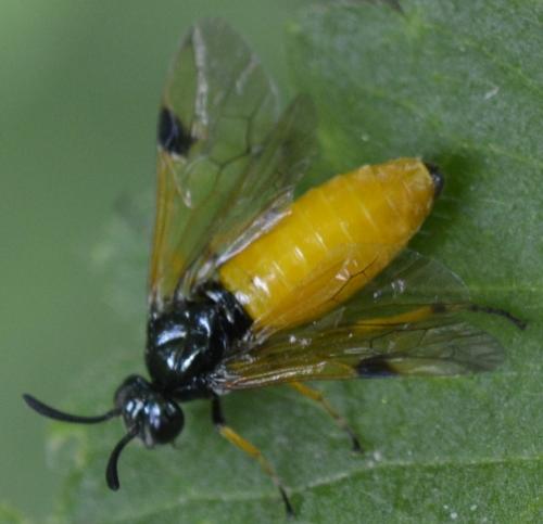 Arge melanochra
